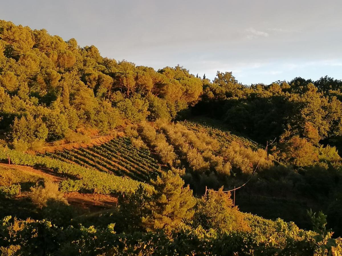 فيلا Agriturismo Poggio All'Olmo غريفي ان شنتي المظهر الخارجي الصورة